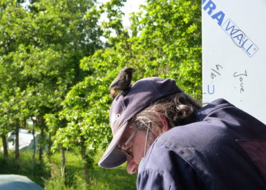 Un petit moineau domestique juste sorti du nid venu se poser sur la casquette d'un participant