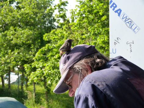 Un petit moineau domestique juste sorti du nid venu se poser sur la casquette d'un participant