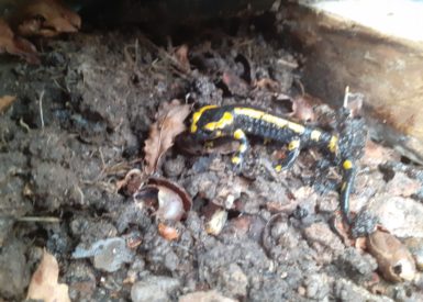 salamandre jaune et noir