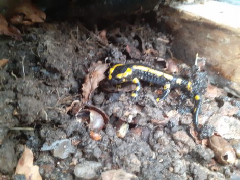 salamandre jaune et noir