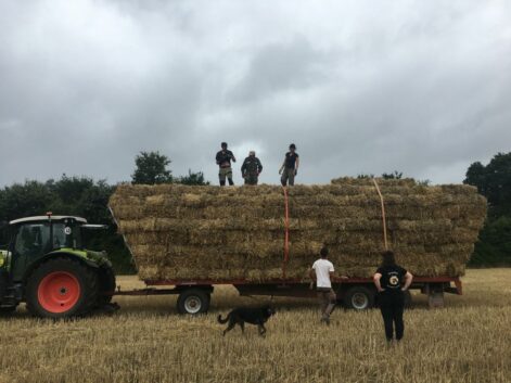 récolte paille
